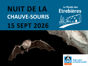 Chauve-souris