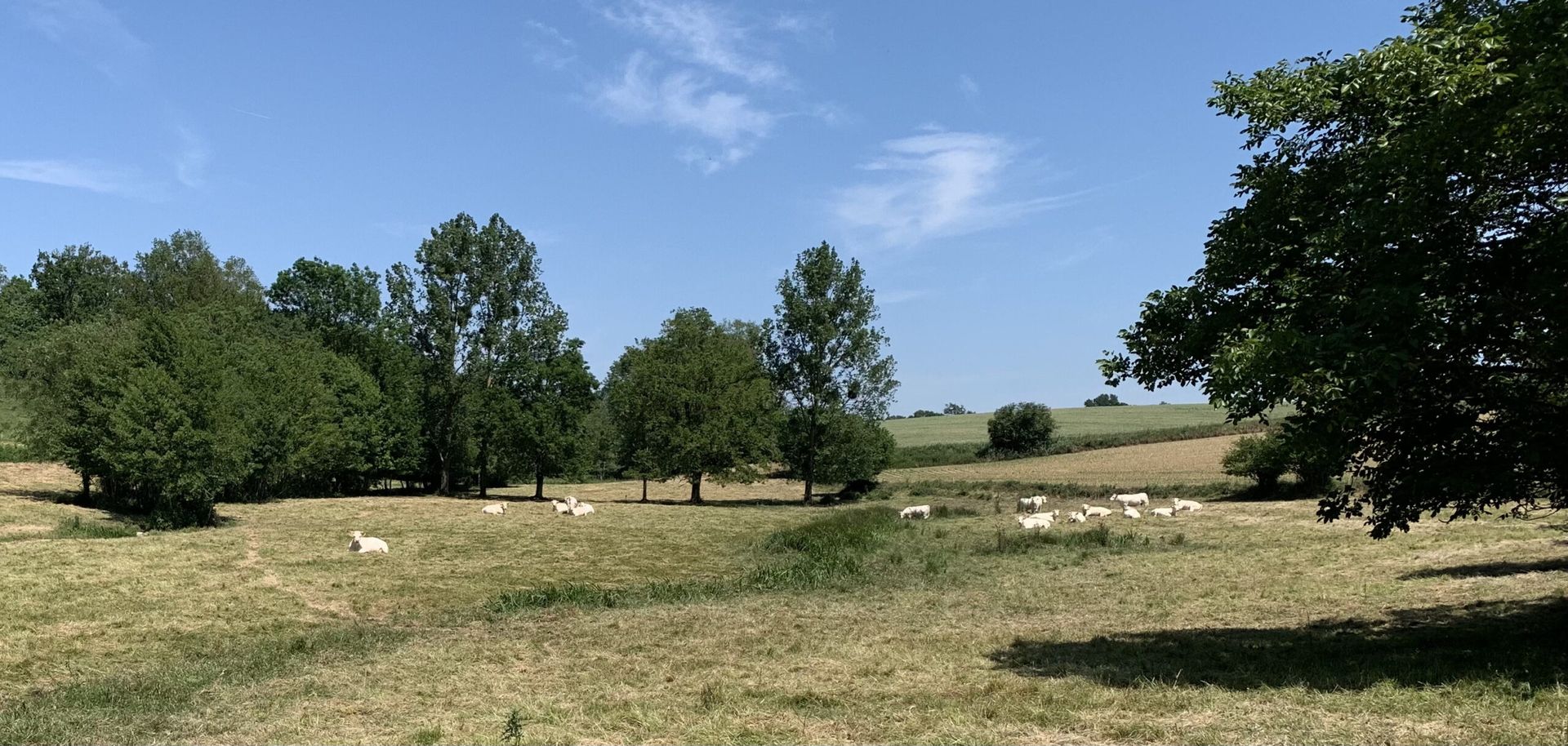 Prairie humide panorama
