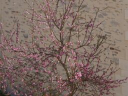 pecher en fleur