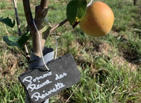 Apples and apple trees