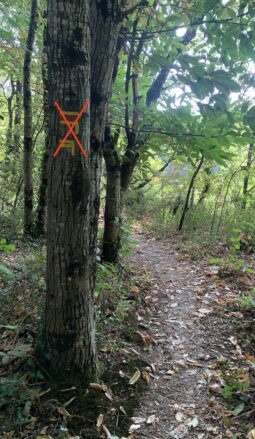 Quarry path