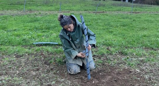 Chantier plantation protection