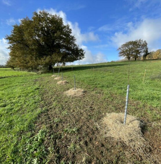 Chantier plantation paillage