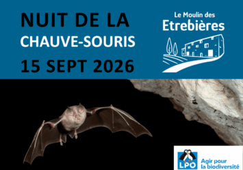 Chauve-souris