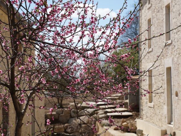 ruelle cerisier